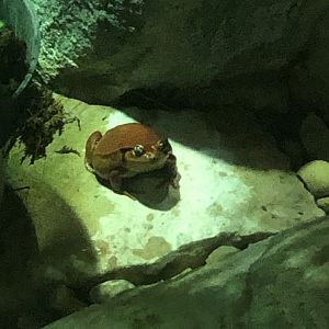 Tomato Frog