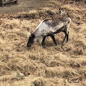 Reindeer/Caribou