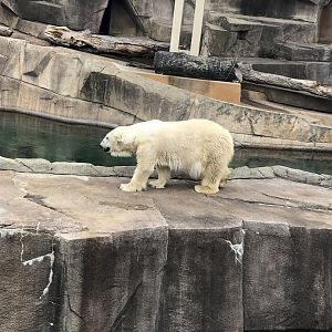 "Snow Lilly" the Polar Bear