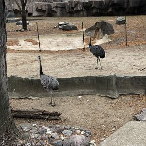 Greater Rheas