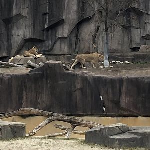 "Amira", "Eloise", and "Patty Sharptooth" the African Lionesses