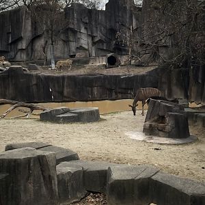 African Lioness and Greater Kudu