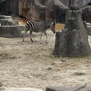 Plains Zebra