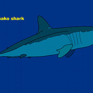 Shortfin mako shark (Isurus oxyrinchus)
