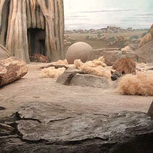 "Scruffy" and "Nyota" the Spotted Hyenas