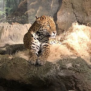 "Frankie" the Jaguar