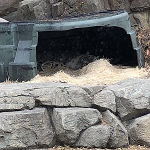 "Orya" and "Milja" the Snow Leopards