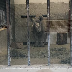 "Jozi" the Black Rhino