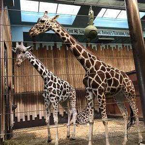 Reticulated Giraffes