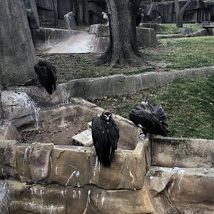 Cinereous Vultures