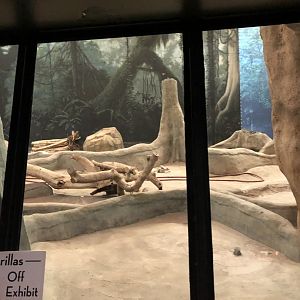 Western Lowland Gorilla Exhibit Renovation