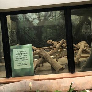 Western Lowland Gorilla Exhibit Renovation