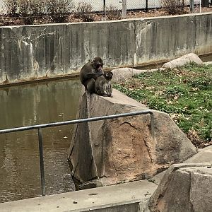Japanese Macaques