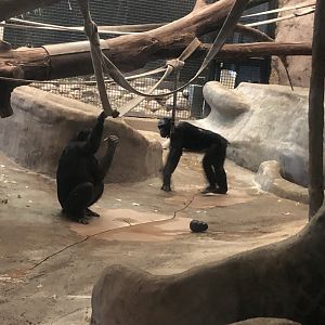"K2" and "Murph" the Bonobos