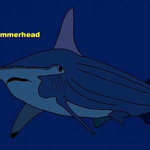 Scalloped hammerhead (Sphyrna lewini)