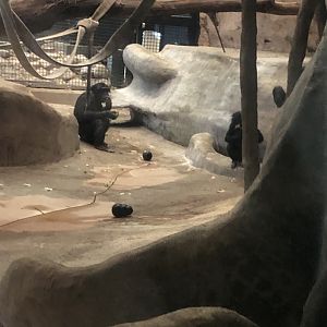 "K2" and "Qasai" the Bonobos