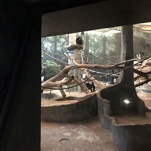 "Claudine", "Qasai", and "Murph" the Bonobos