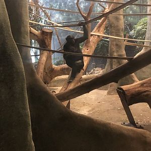 "Kitoko" the Bonobo