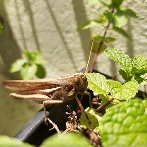Grasshopper ID
