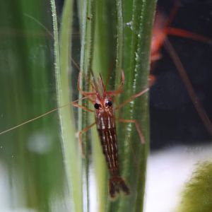 Unknown shrimp