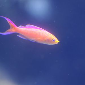 Unknown Pseudanthias