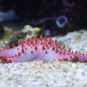 Unknown starfish