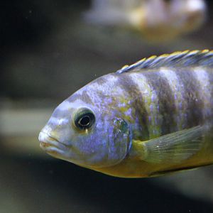Unknown Cichlid