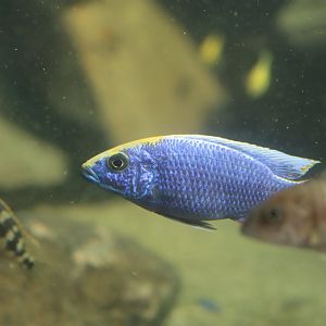 Otopharynx lithobates - ZooParc de Beauval