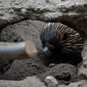 Annie the female Short-beaked Echidna