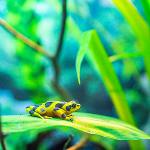 Panamanian Golden Frog
