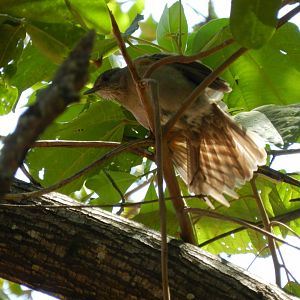 Female pale-breasted thrush - Serra do cipó, MG Brazil