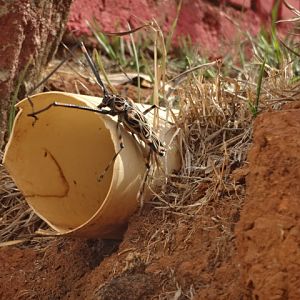 Harlequin beetle - Belo Horizonte, MG Brazil