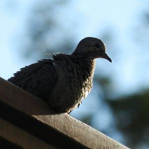 Ruddy ground dove - Belo Horizonte, MG Brazil