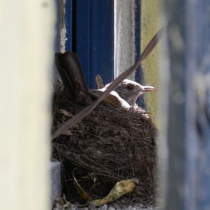 Female pale-breasted thrush in her nest - Serra do cipó, MG Brazil