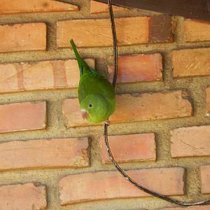 Plain parakeet - Belo Horizonte, MG Brazil