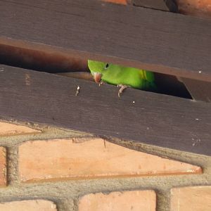 Plain parakeet - Belo Horizonte, MG Brazil