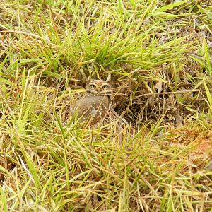 Burrowing owl - Belo Horizonte, MG Brazil