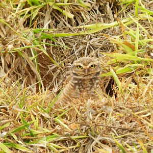 Burrowing owl - Belo Horizonte, MG Brazil