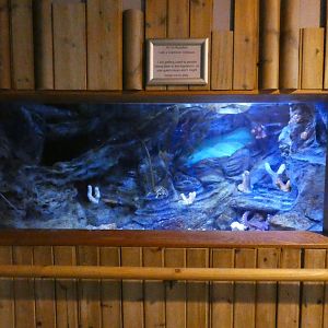 Common Octopus exhibit