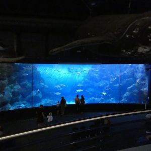 Eddystone Reef exhibit