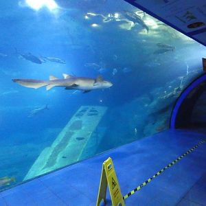 Atlantic Ocean exhibit