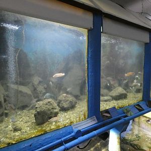 Example exhibit (Fowey Aquarium)