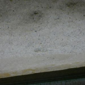 Lesser Weaver Fish (Fowey Aquarium)