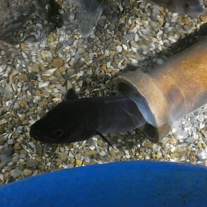 Conger Eel (Fowey Aquarium)