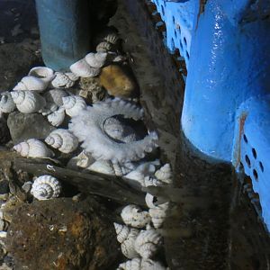 Curled Octopus (Fowey Aquarium)