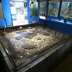 Touch Pool (Fowey Aquarium)