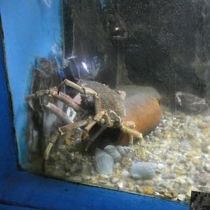 Spider Crab (Fowey Aquarium)
