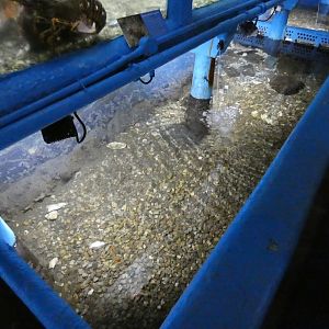 Curled Octopus enclosure (Fowey Aquarium)