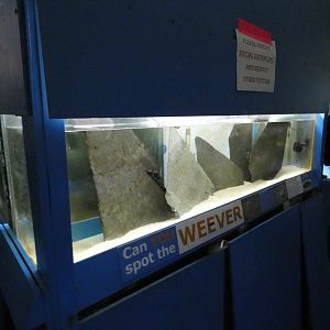 Lesser Weever Fish enclosure (Fowey Aquarium)