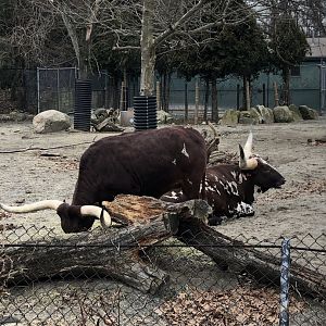 Watusi, Ankole Cattle - Feb, 2020